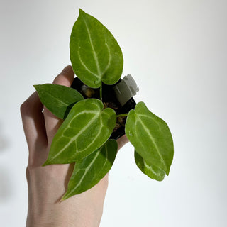 Anthurium magnificum/‘Silver Blush' x 'Arnold Schwarzenegger' [#1789]