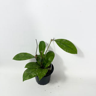 Hoya sp. Kalsel