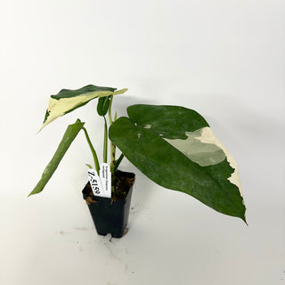Z-5159 - Syngonium chiapense variegated