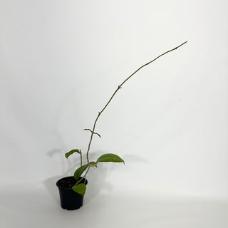 Z-4597 - Hoya 'Priktai’