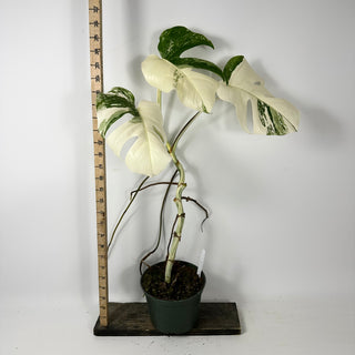 Monstera deliciosa var. borsigiana albo-variegata [#2349]