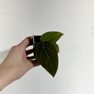 Anthurium magnificum/'Doc Block F2' x warocqueanum [#1976]