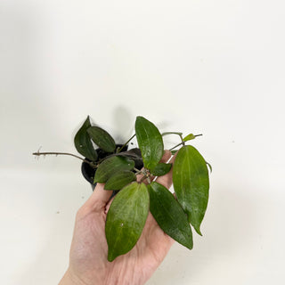 Hoya sp. "Red" [#2107]