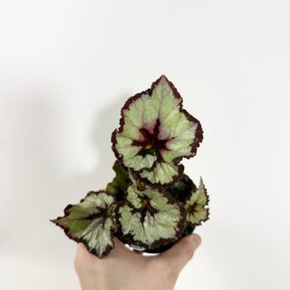 Begonia 'Sardanna' [#2147]