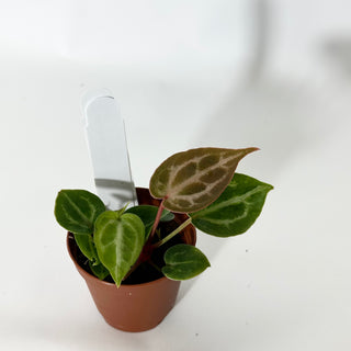 Anthurium 'Brielle'/'Michelle' x self - 2 Seedlings [#1712]