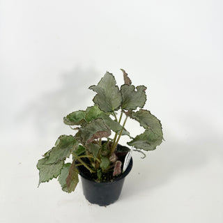 Begonia 'Madhatter' [#2057]