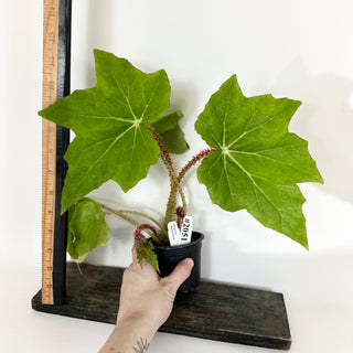 Begonia 'Ricinifolia' [#2051]