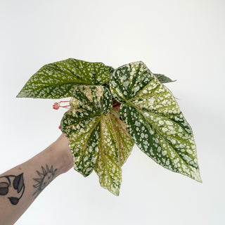 Begonia 'Snow Capped' (Variegated) [#2048]