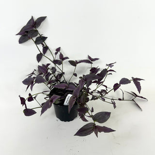 Gibasis pellucida (Purple Form)