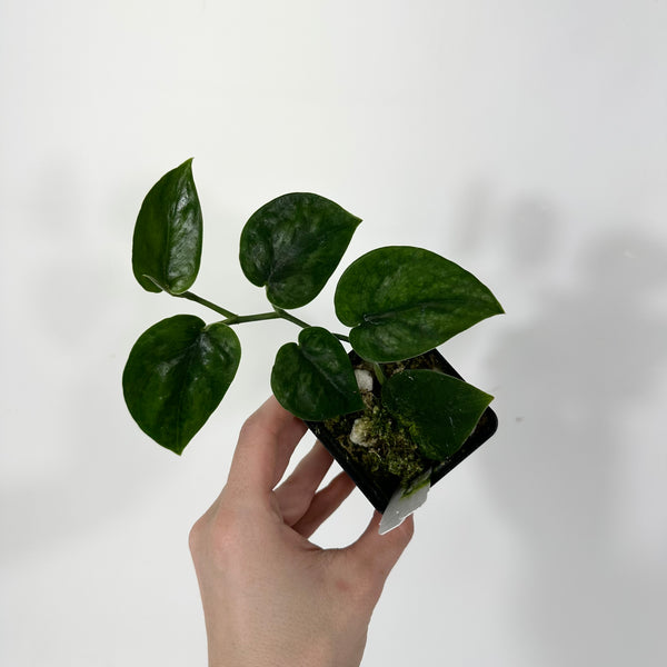 4D774D33-E099-46D7-80E1-