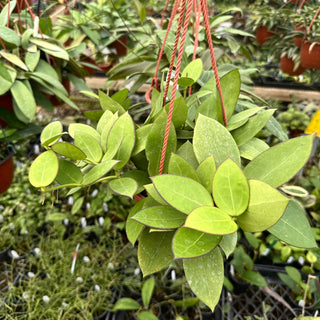 Hoya pachyclada x parasitica