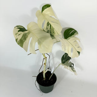 Monstera deliciosa var. borsigiana albo-variegata [#2090]