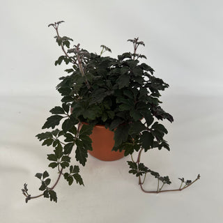 Mikania ternata (Plushvine) - 6" Hanging Basket