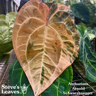 Anthurium 'Arnold Schwarzenegger' x 'Purple Yurple' - Seedling [#1345]