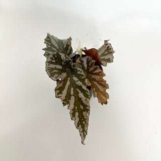 Begonia 'Silver Beauty' [#2312]