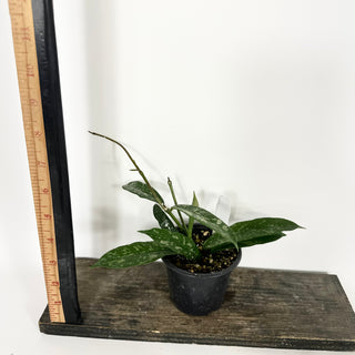 Hoya griffithii (Splash) [#2199]