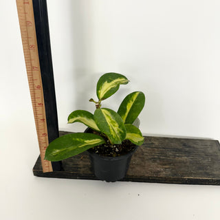 Z-5160 - Hoya diversifolia (inner variegated)