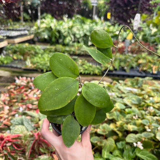 Hoya rintzii (Borneo)