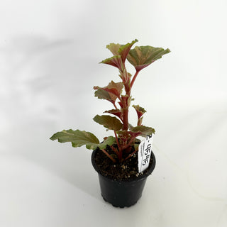Z-4545 - Begonia cucullata (variegated)