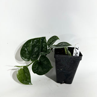 Z-5041 - Scindapsus pictus 'Black Mamba'