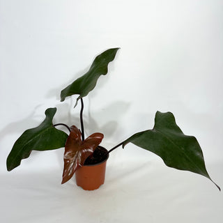Philodendron 'Dark Lord' (Non-TC) [#1457]