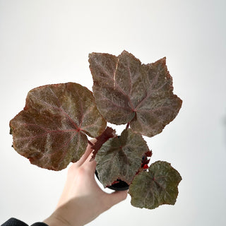 Begonia 'Robin' [#2243]