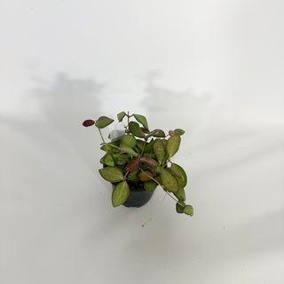 Z-4543 - Hoya burtoniae variegata