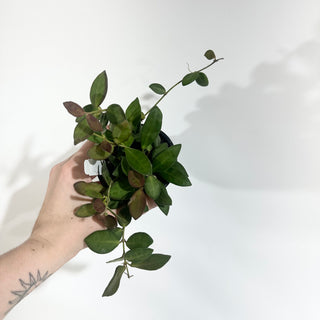 Z-5016 - Hoya sp. aff. burtoniae (variegated)