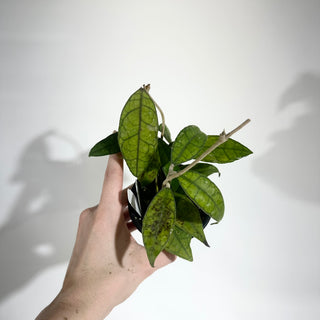 Z-5017 - Hoya sp. Perak Malaysia **NEW**