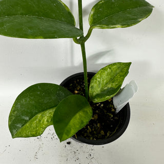 Hoya australis albo-marginata [#2413]