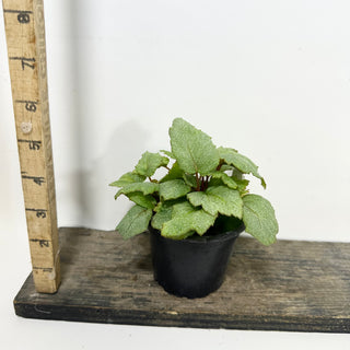 Begonia 'Pollux' [#2087]