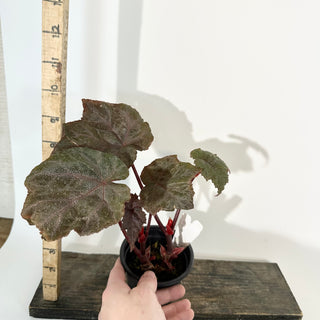 Begonia 'Robin' [#2243]