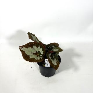 Begonia rex (putzey) [#2171]
