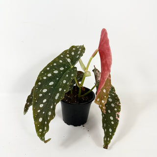 Begonia maculata (Variegated) [#2388]