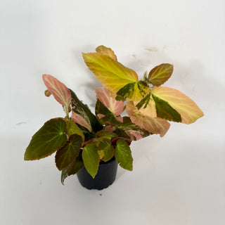 Begonia ‘Withlacoochee’ (Variegated) [#2101]