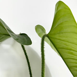 Philodendron genevievianum (Non-TC) [#1458]