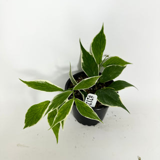 Hoya polyneura (outer variegated) [#2126]