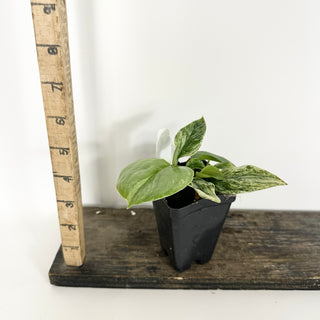 Z-5313 - Scindapsus treubii variegata