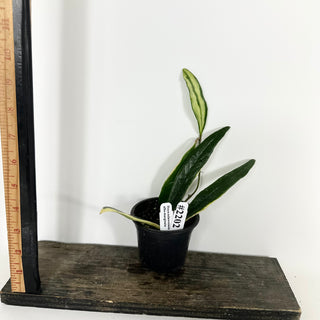 Hoya sulawesiana albo marginata [#2202]