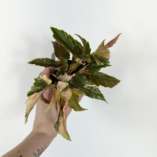 Begonia 'Ginny Galaxy' [#2174]