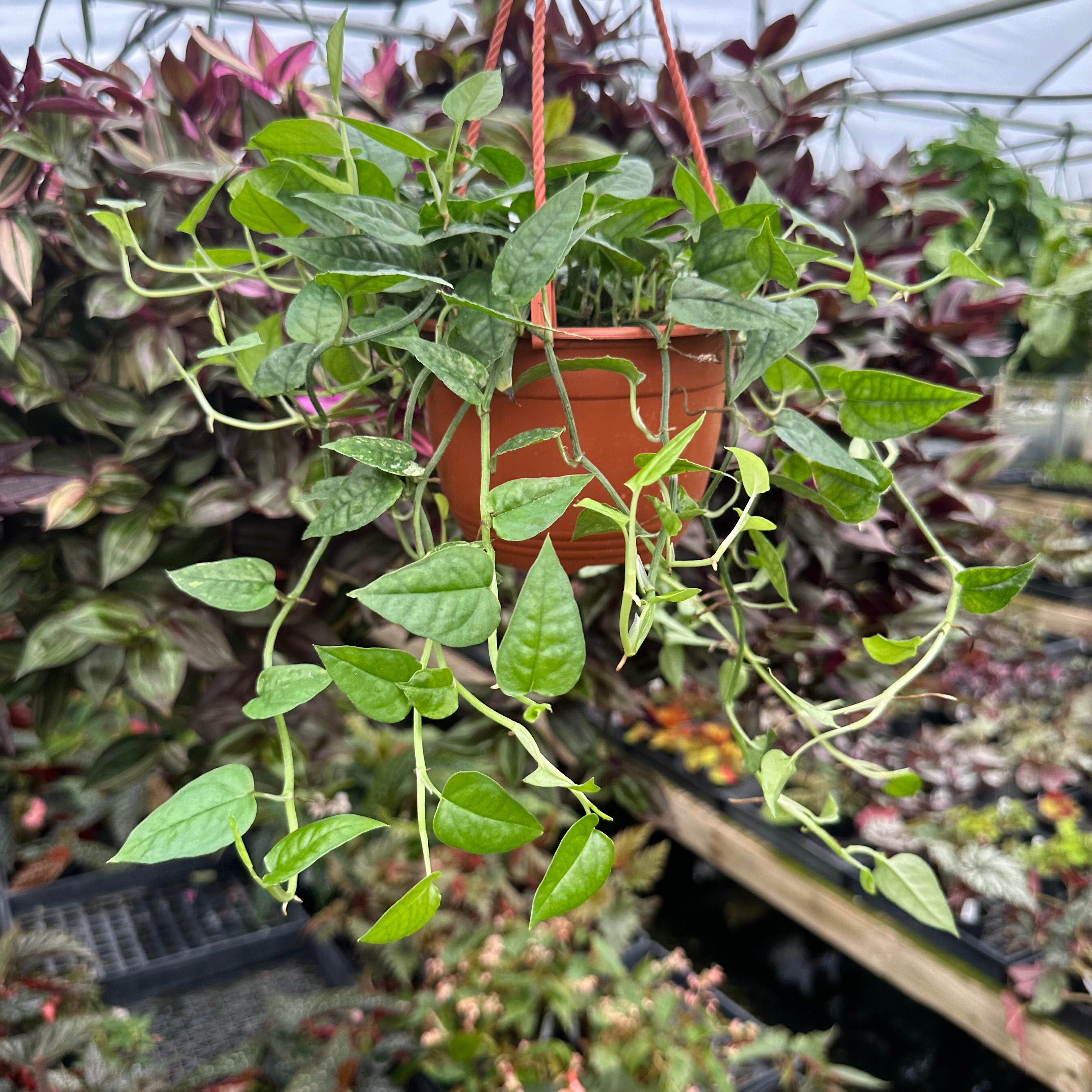 philodendron cebu blue Epipremnum pinnatum "White Ghost" (Variegated Cebu Blue - Winter Colors)