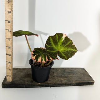 Begonia soli-mutata (variegated) [#2241]