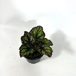 Begonia 'Fairytale' [#2172]