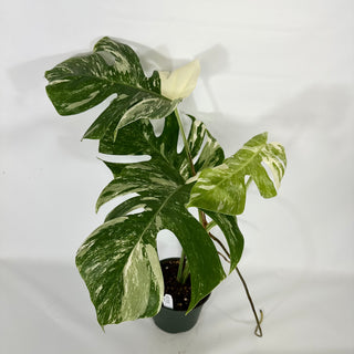 Monstera deliciosa var. borsigiana albo-variegata [#1311]