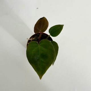 Z-4425 - Anthurium 'Dimples' x self - 2 Seedlings