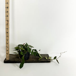 Hoya sp. aff. burtoniae (variegated) [#2224]