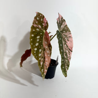 Begonia maculata (Variegated) [#2014]