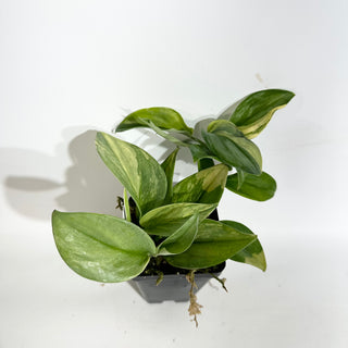 Z-5066 - Scindapsus pictus 'Rubicon'