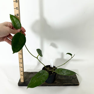 Z-4818 - Hoya macgillivrayi