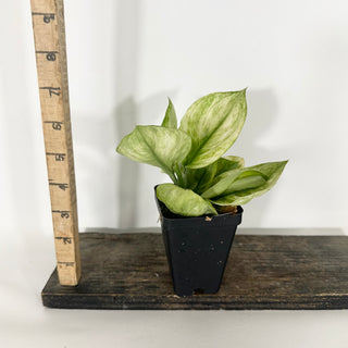Z-4745 - Scindapsus treubii 'Moonlight Mint'